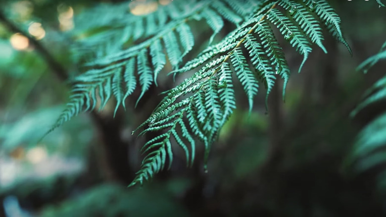 Green fern