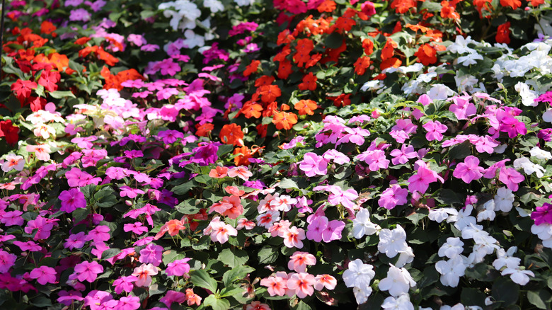 Different colors of impatiens