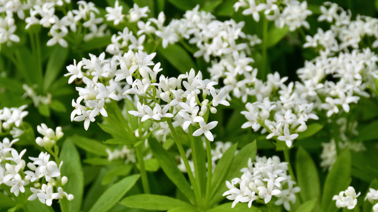 Sweet woodruff plants