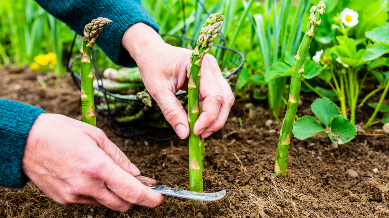 Person harvesting asparagus with knife