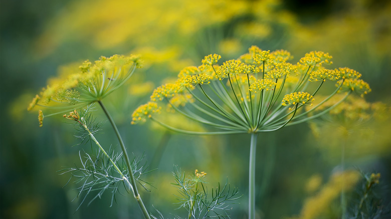 Two stems of dill flowers