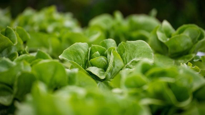 Head lettuce in a garden