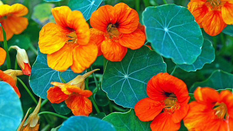 Orange blooms of nasturtium plant