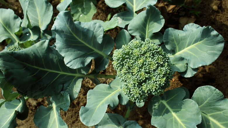 broccoli plants in a garden