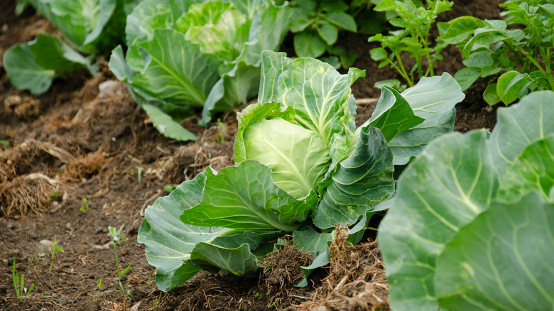 cabbage plants in a garden