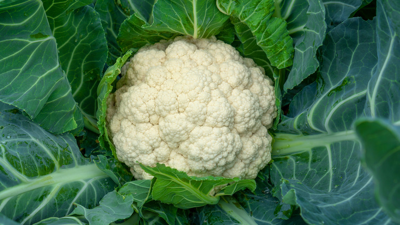 cauliflower plant with leaves