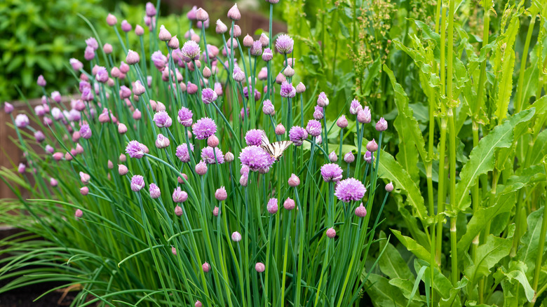 chives in a garden