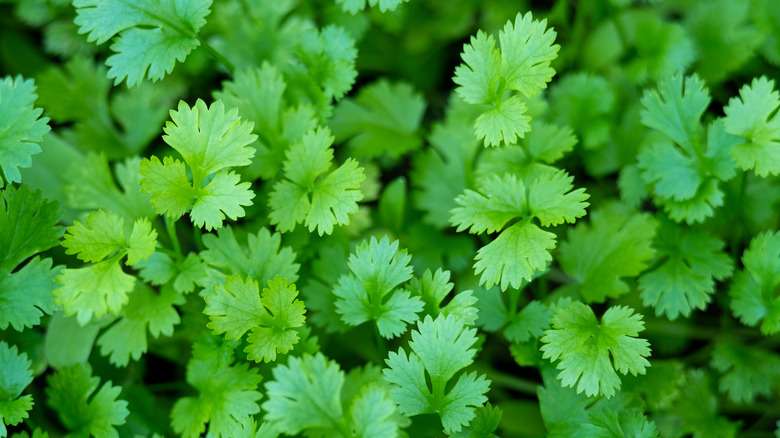 cilantro in a garden