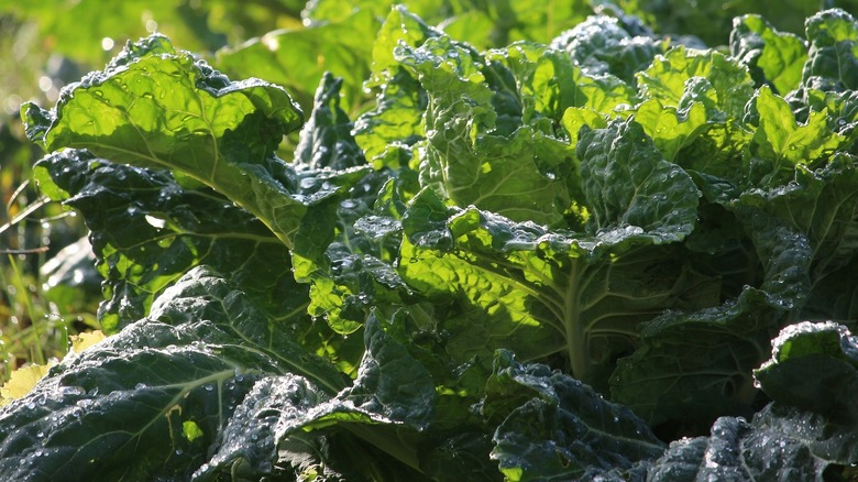 collard greens in the sun