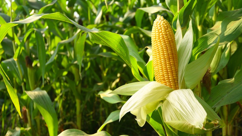 corn growing on the plant