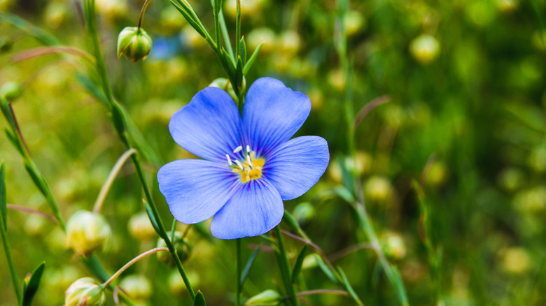 flax plant flowering