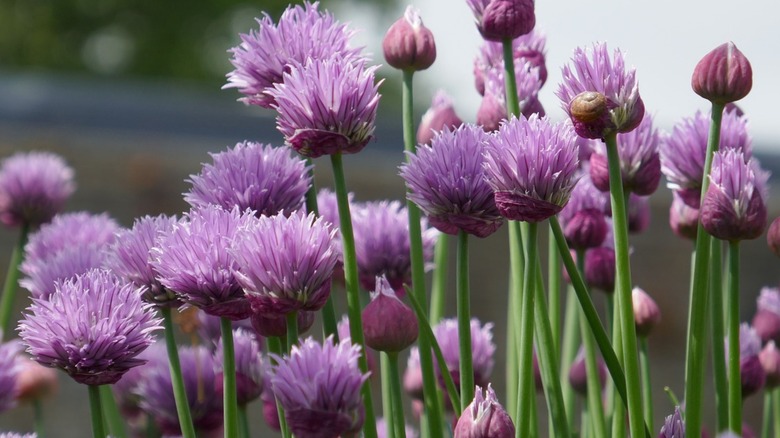 flowering chives