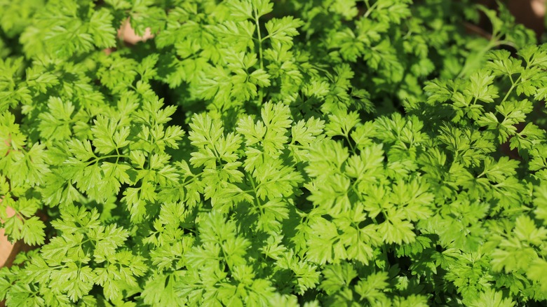 young chervil close up