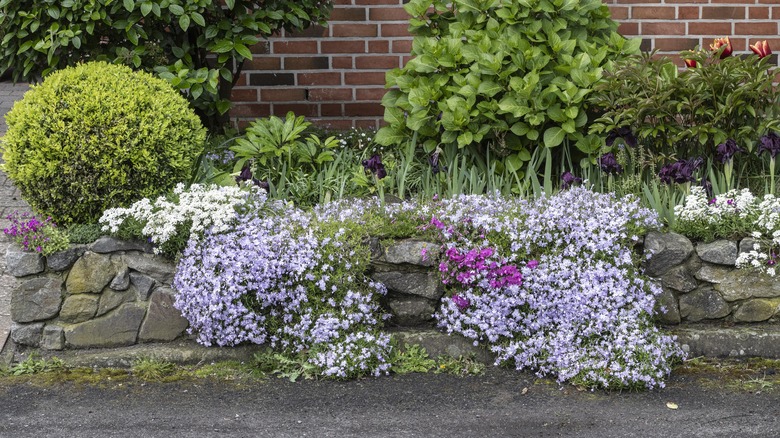 Rock garden with a variety of perennial flowers including candytuft and also shrubs