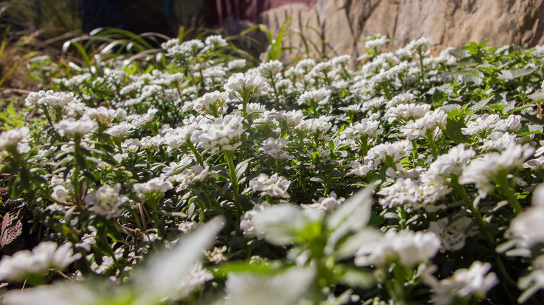 Beautiful spring garden with several candytuft plants