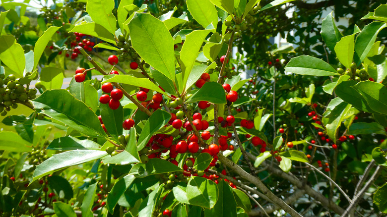 American holly tree in sunlight