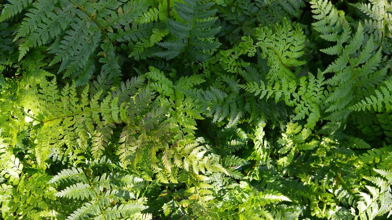 Braun's holly fern large fronds