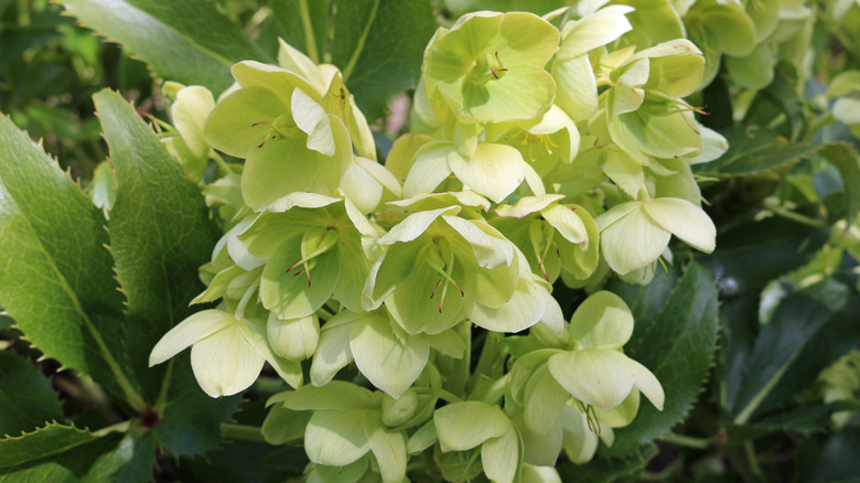 Corsican hellebore cluster of flowers 