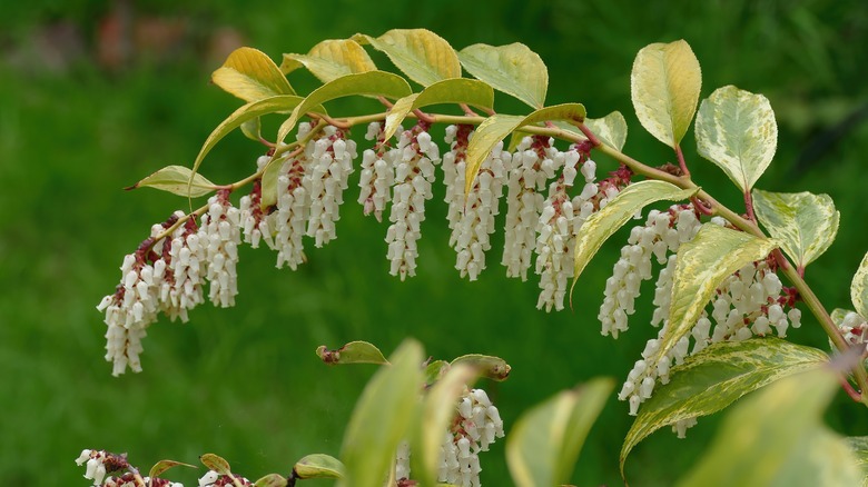 Flowering branch of drooping leucothoe