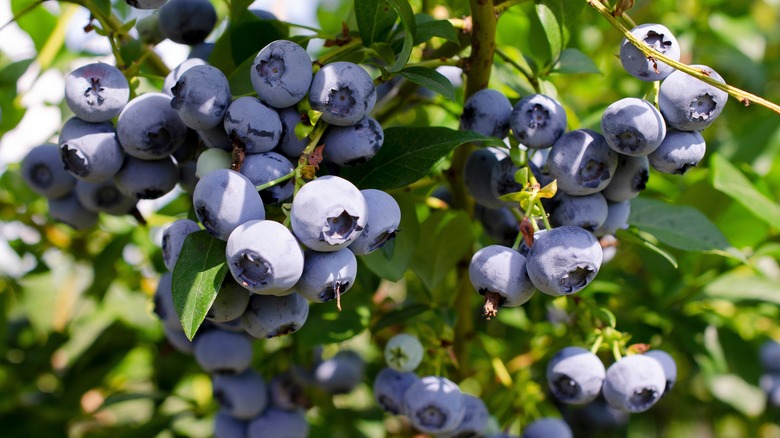 Highbush blueberry bush with berries