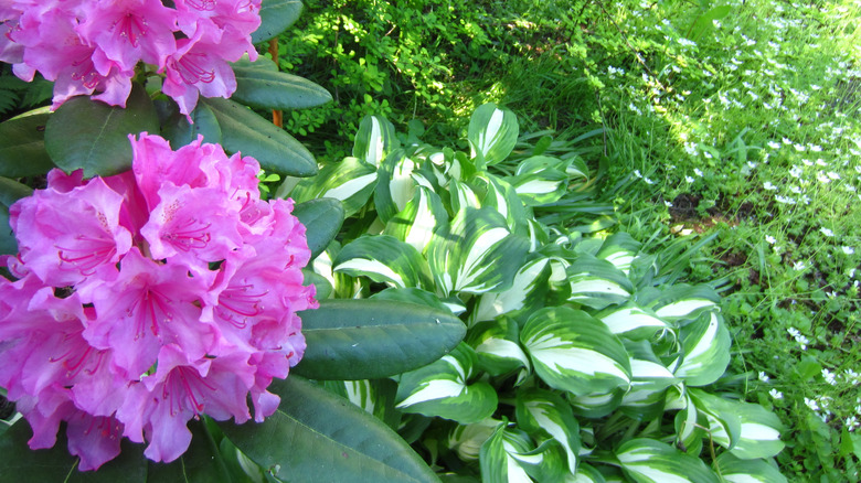 Hostas and rhododendrons pink flowers 