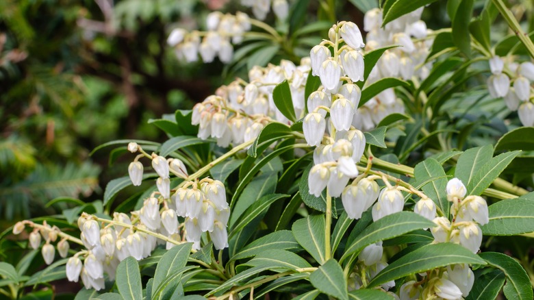 Japanese andromeda white bell flowers