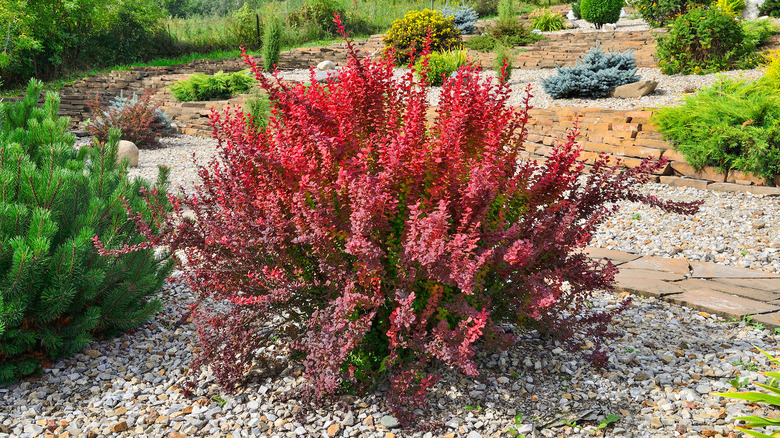 Japanese barberry bush in yard