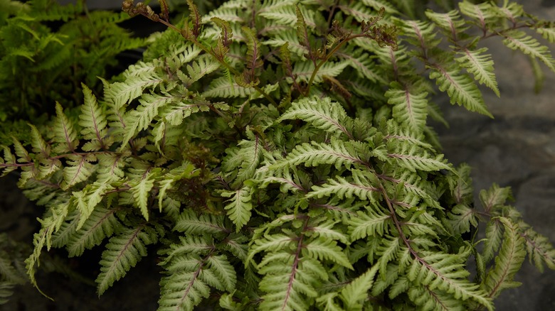 Bright green Japanese-painted fern