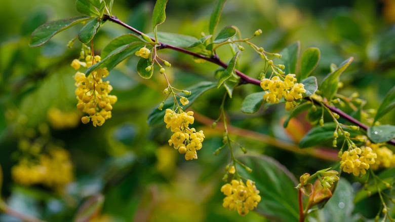 Korean barberry with yellow blooms