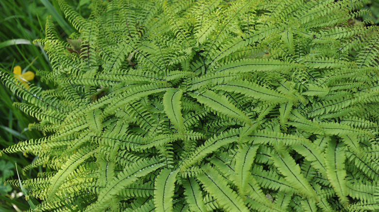 Maidenhair fern with long fronds