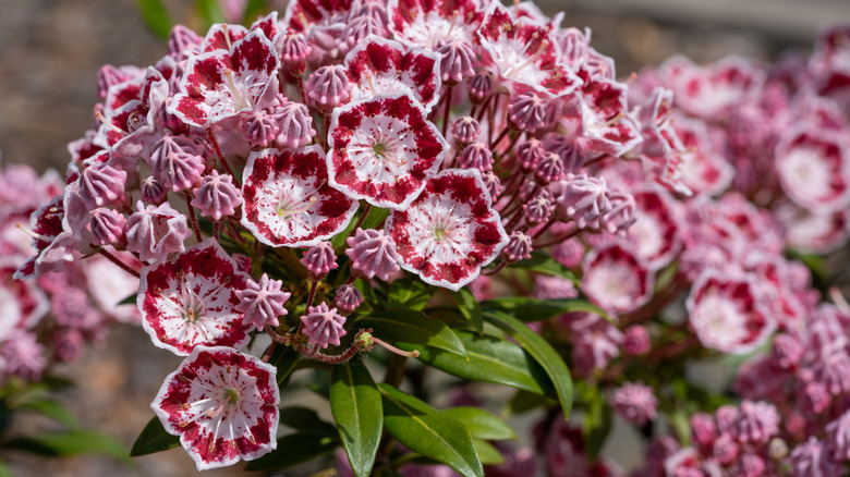 Mountain laurel close up flowers 