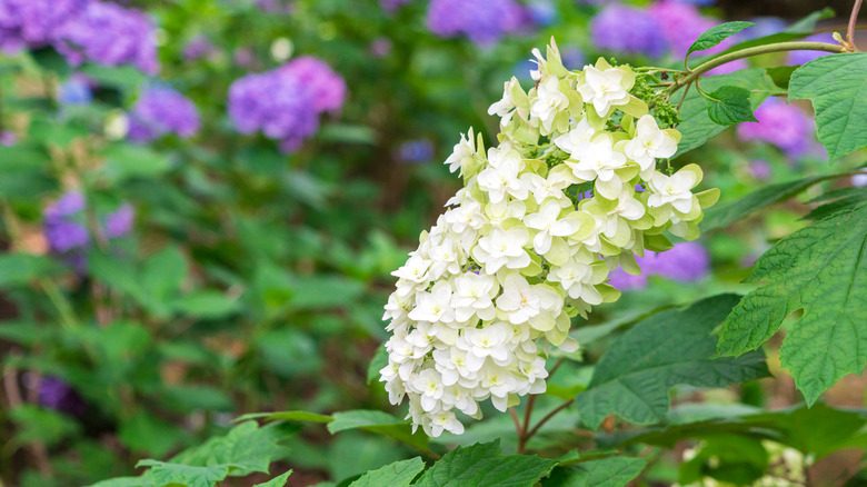 Oakleaf hydrangea white flower cluster