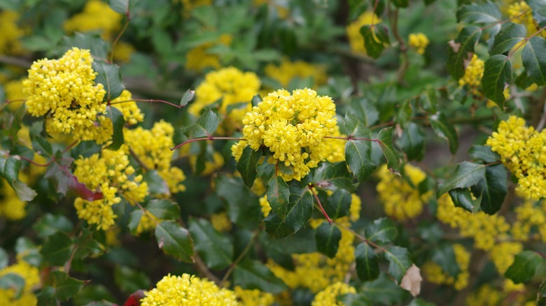 Oregon grapeholly with yellow flowers