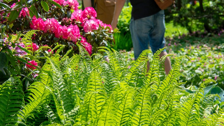 Ostrich fern planted with rhododendron