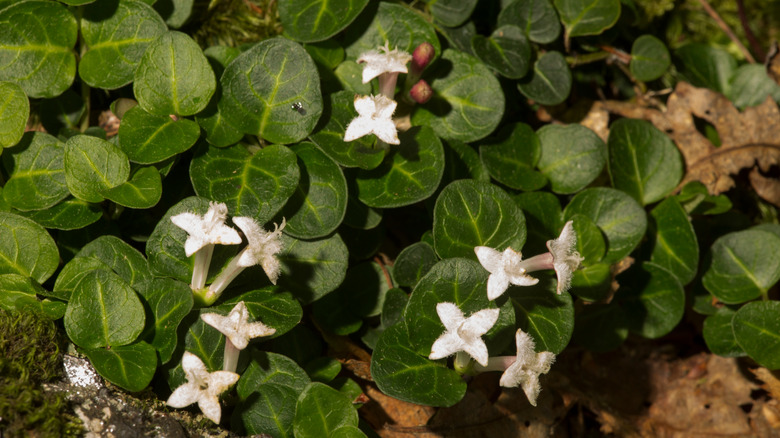 Partridgeberry plant with white blooms