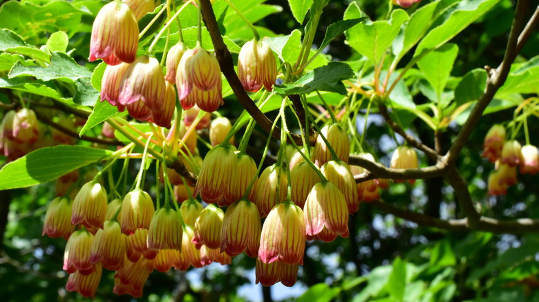 Red vein enkianthus bell flowers 