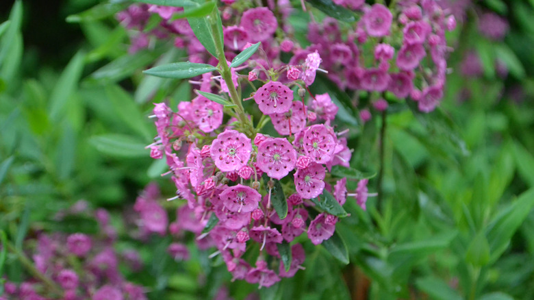 Sheep laurel in pink bloom