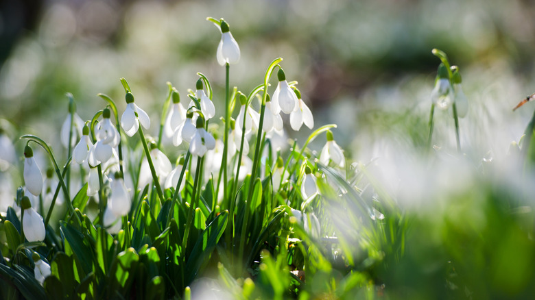 Snowdrops blooming in morning sunlight