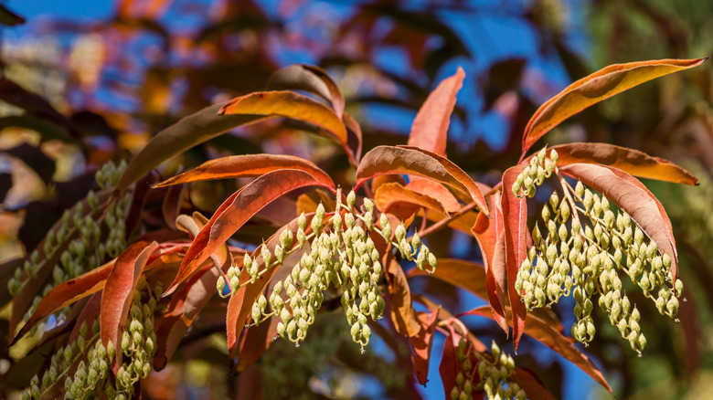 Sourwood red leaves up close 