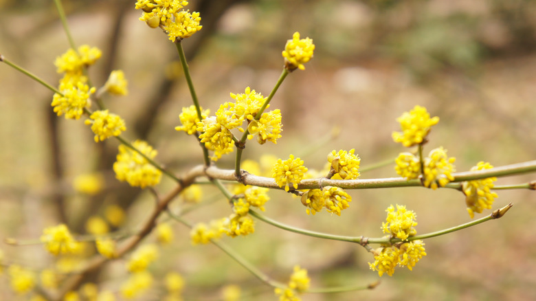 Spicebush close up yellow branches