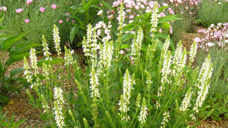 Sweet pepperbush in flower garden