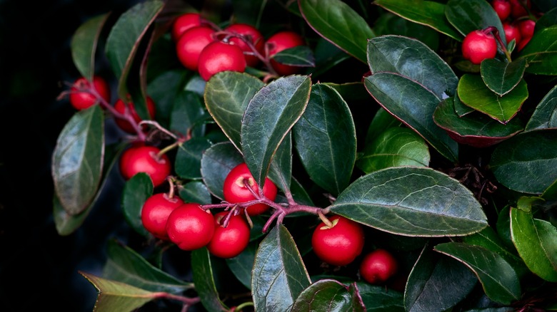 Teaberry plant and its berries