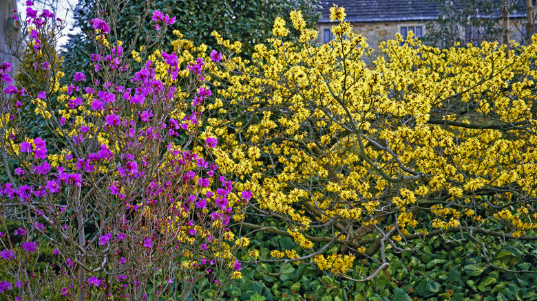 Witch hazel and rododendrons blooming