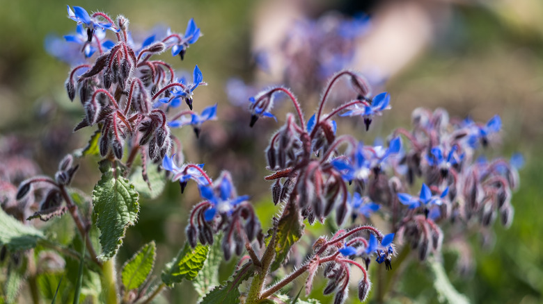 Borage flowers in blue bloom