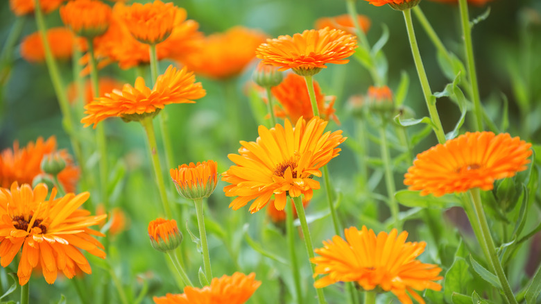 Calendulas in orange bloom