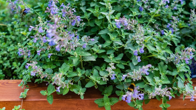 Catnip in a wooden planter