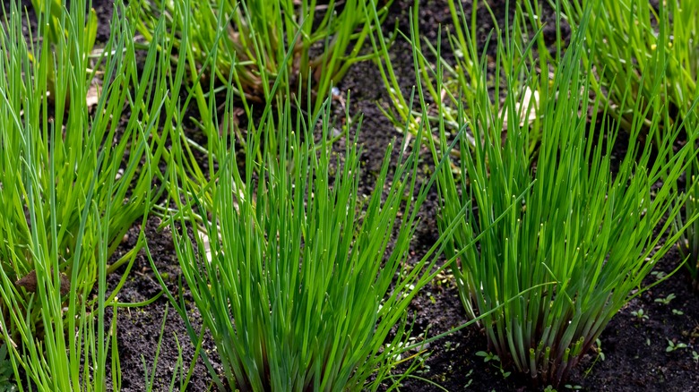 Chives growing in soil