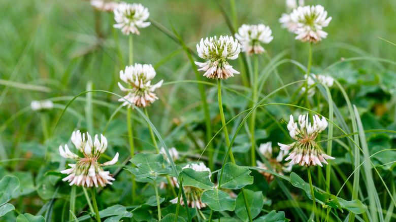 Clover in bloom in grass