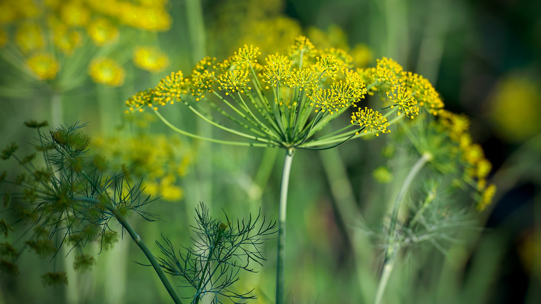 Dill with tiny yelllow blooms