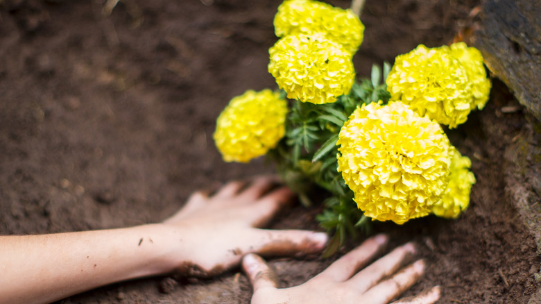 Marigolds being planted in soil